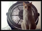 Kedilerin teknolojiyle imtihanı (Video)