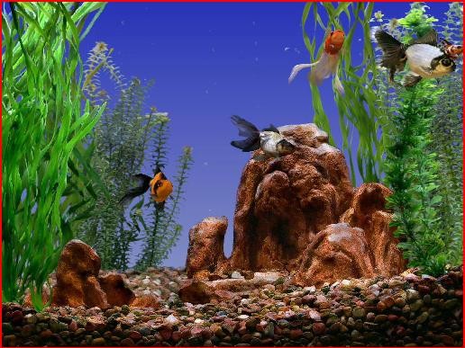 goldfish aquarium prolific goldfish aquarium prolific