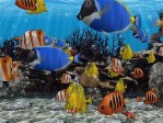 3D Fish School Screensaver