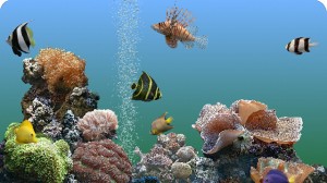 SereneScreen Aquarium