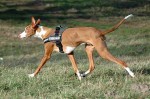Podenco Dog Screensaver