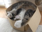 Adorable Cats Screensaver