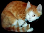 Lovely Cats Screensaver