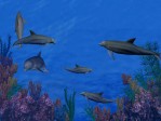 3D Dolphin Reef