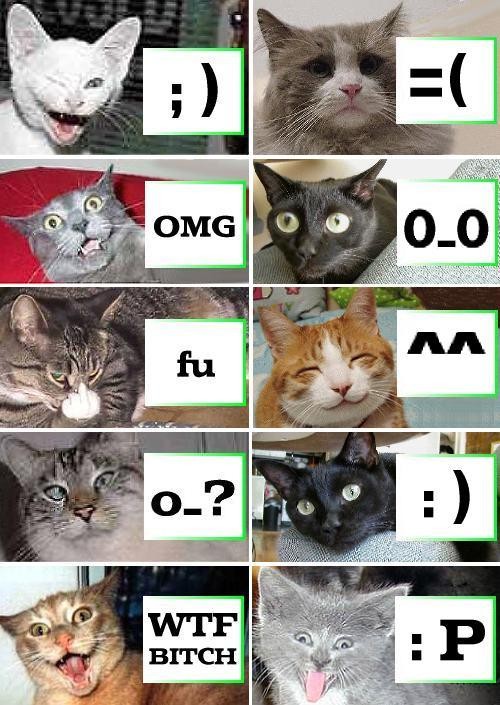İnternet kedileri neden bu kadar çok seviyor?