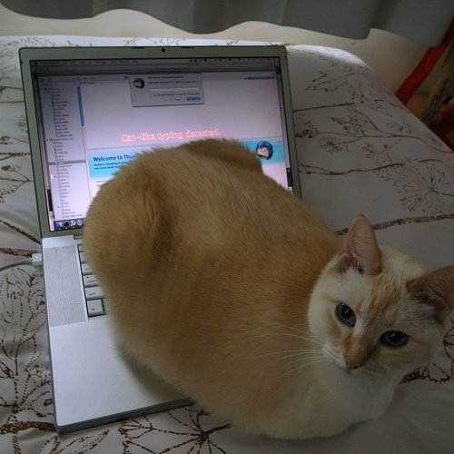 İnternet kedileri neden bu kadar çok seviyor?